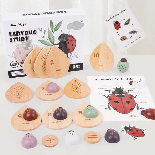 Ladybug study