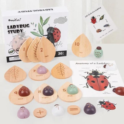 Ladybug study